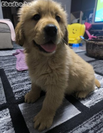 Golden Retriever kan kutya