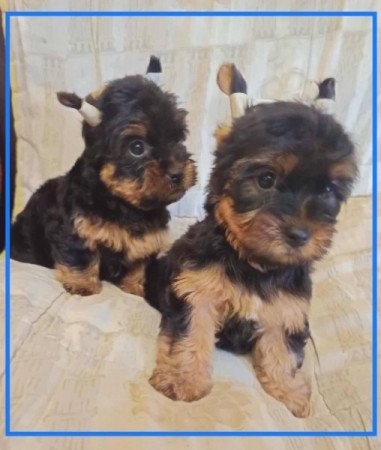 Yorkshire terrier