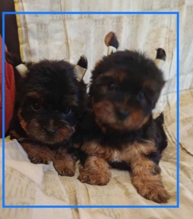 Yorkshire terrier