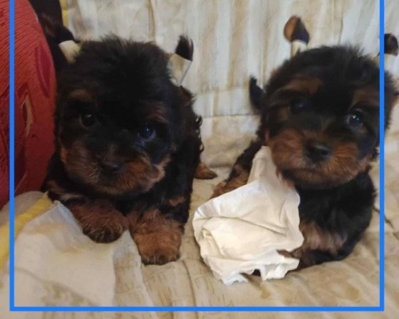 Yorkshire terrier