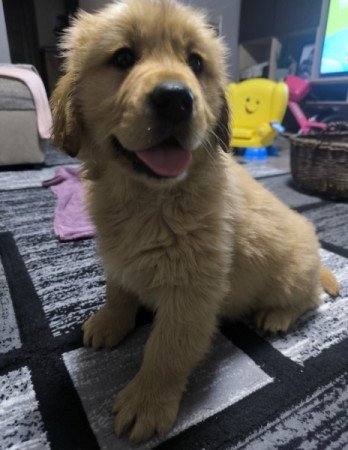 Golden Retriever