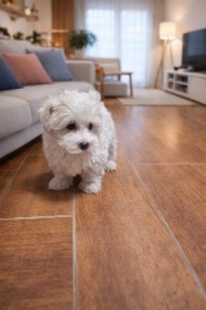 bichon havanese