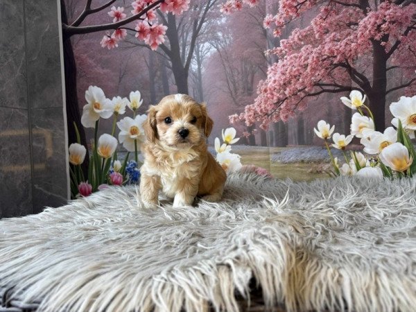 Maltipoo
