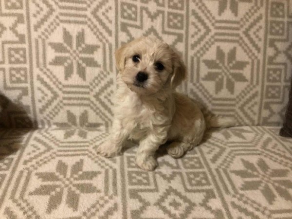 Bichon Havanese