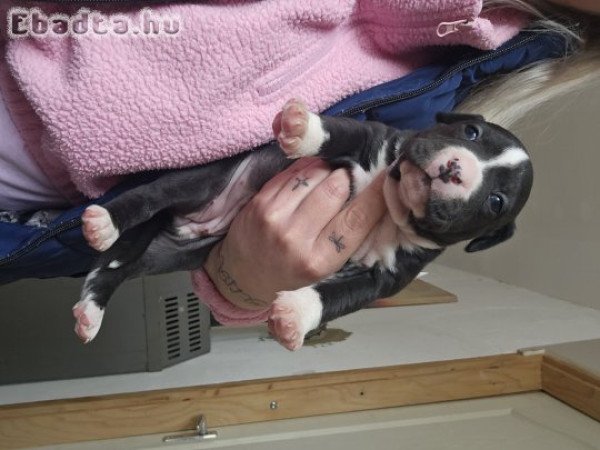 Stafford kis kutyák