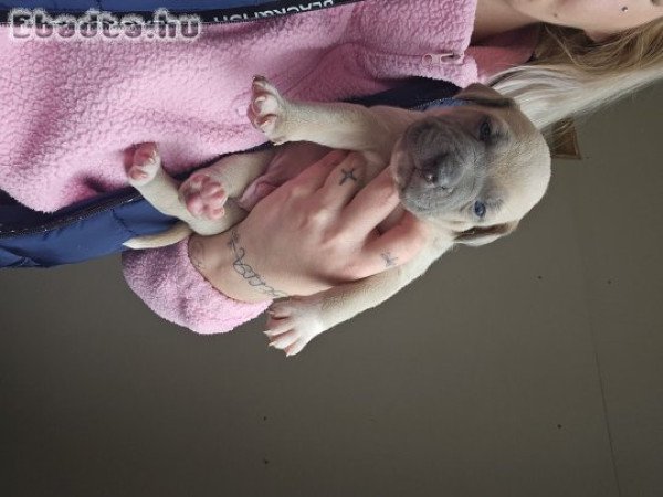 Stafford kis kutyák