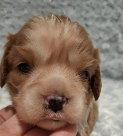 Cavalier King Charles spániel