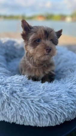 Yorkshire terrier