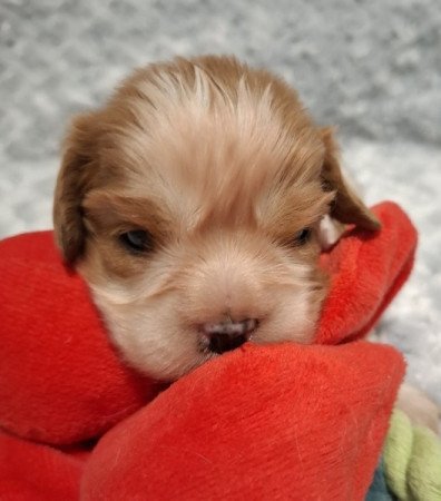 Cavalier King Charles spániel