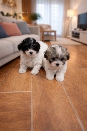 bichon havanese