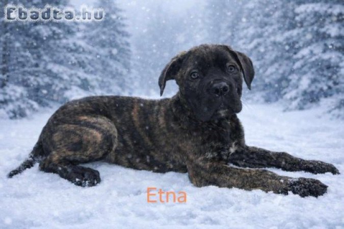 Törzskönyves,masszív Cane corso kislány