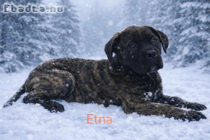 Törzskönyves,masszív Cane corso kislány