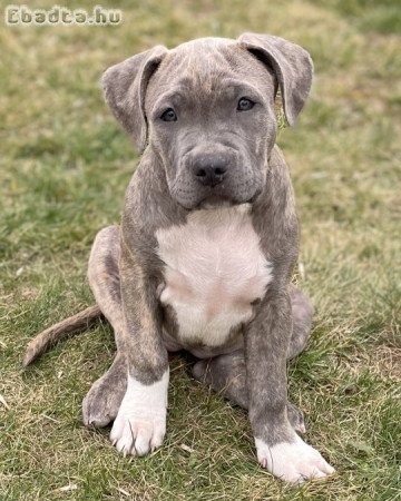 ABKC American Bully XL brindle (kék-barna) kislány