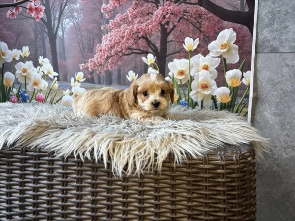 Maltipoo