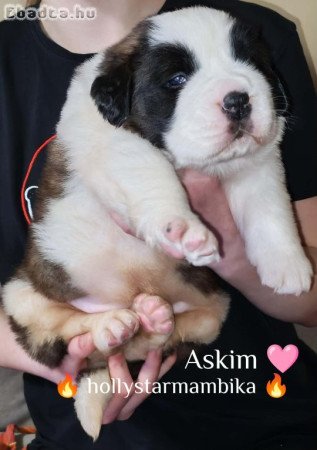 Eladó Bernáthegyi kiskutyák szuka/kan