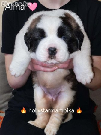 Eladó Bernáthegyi kiskutyák szuka/kan