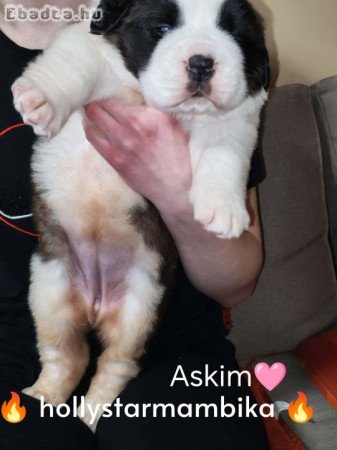 Eladó Bernáthegyi kiskutyák szuka/kan