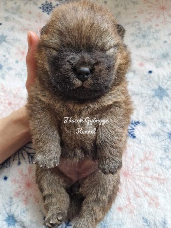 Csau- csau törzskönyves lány és fiú eladó!