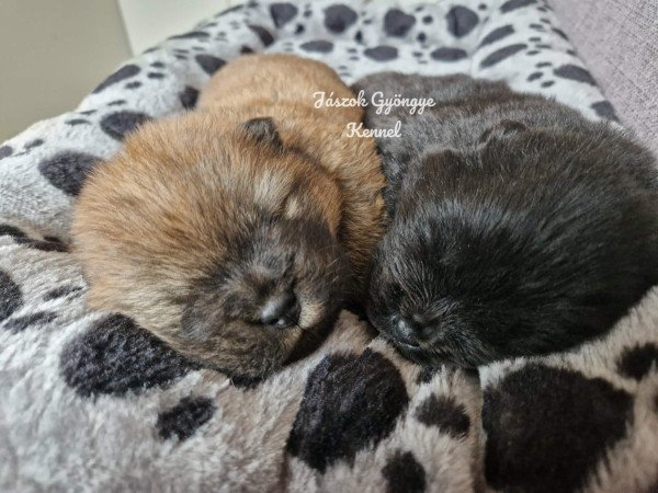 Csau- csau törzskönyves lány és fiú eladó!