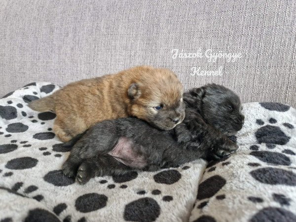 Csau- csau törzskönyves lány és fiú eladó!