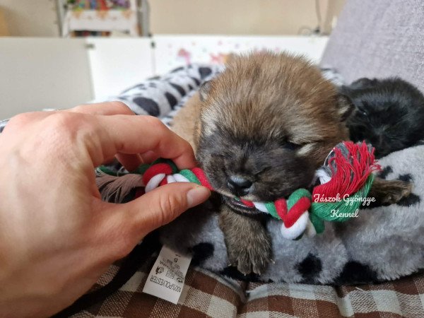 Csau- csau törzskönyves lány és fiú eladó!