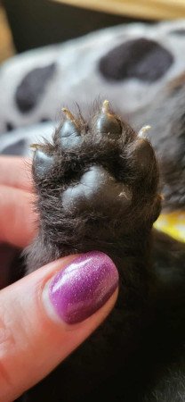 Csau- csau törzskönyves lány és fiú eladó!