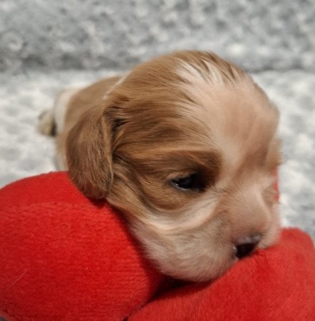 Cavalier King Charles spániel