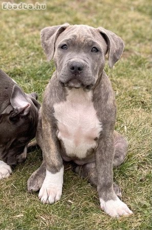 ABKC American Bully XL brindle (kék-barna) kislány