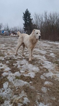 közép -ázsiai juhász