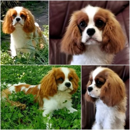 cavalier king charles spániel