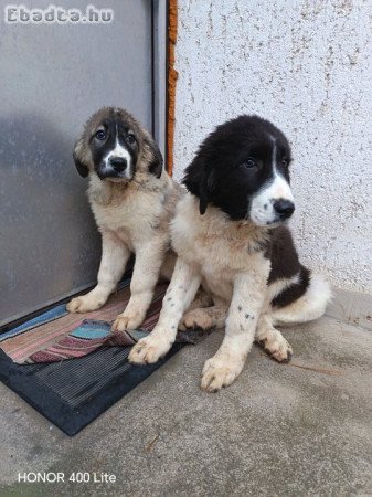 Bukovínai pásztorkutya ELADÓ