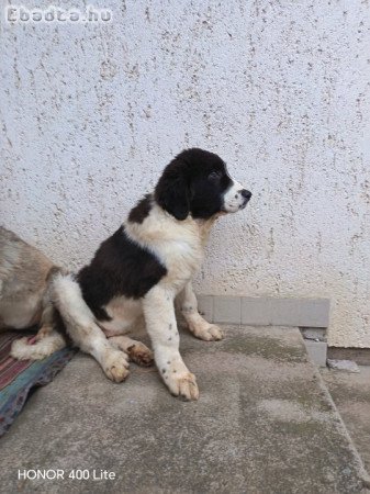 Bukovínai pásztorkutya ELADÓ