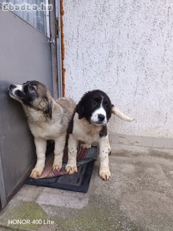 Bukovínai pásztorkutya ELADÓ