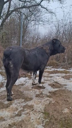 közép -ázsiai juhász