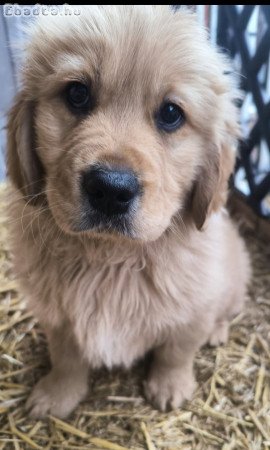 Golden Retriever kan kutya