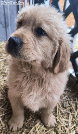 Golden Retriever kan kutya