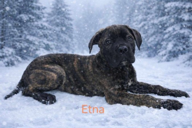 Cane corso