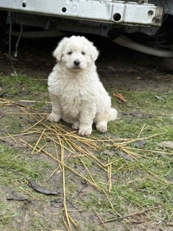 Kuvasz