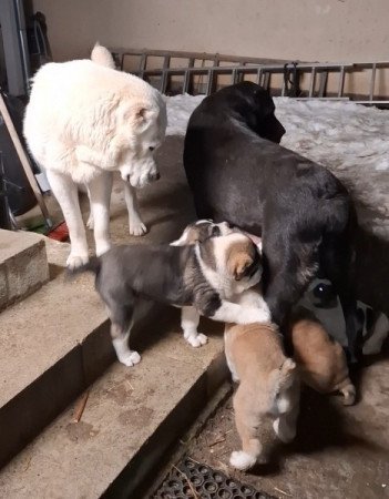 közép -ázsiai juhász