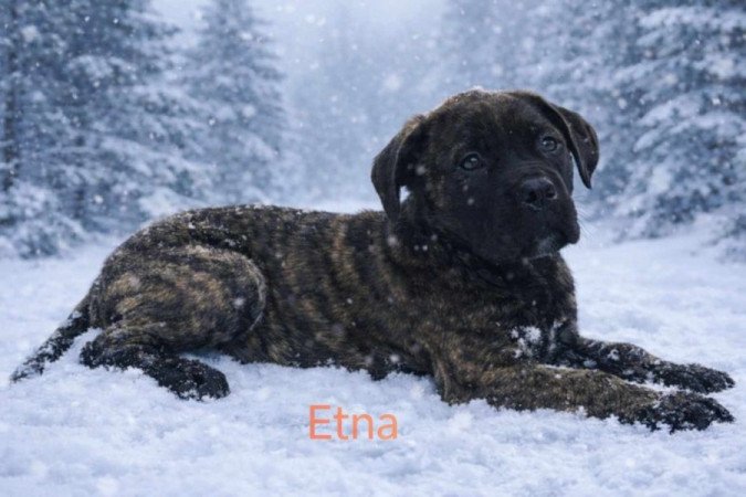 Cane corso