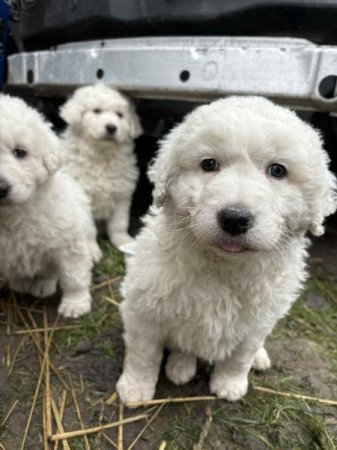 Kuvasz