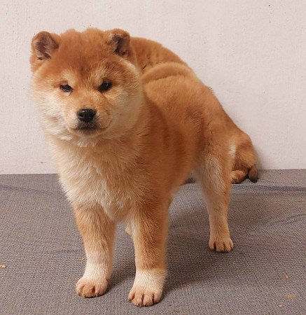 Shiba inu kölykök 3x oltva Eladóak!