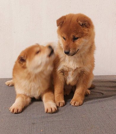 Shiba inu kölykök 3x oltva Eladóak!