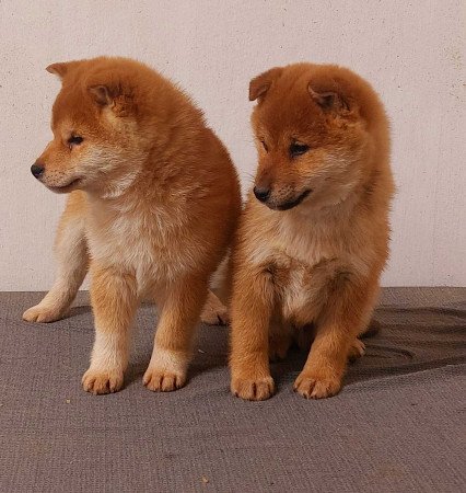 Shiba inu kölykök 3x oltva Eladóak!