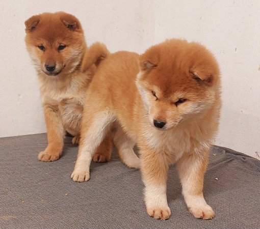 Shiba inu kölykök 3x oltva Eladóak!