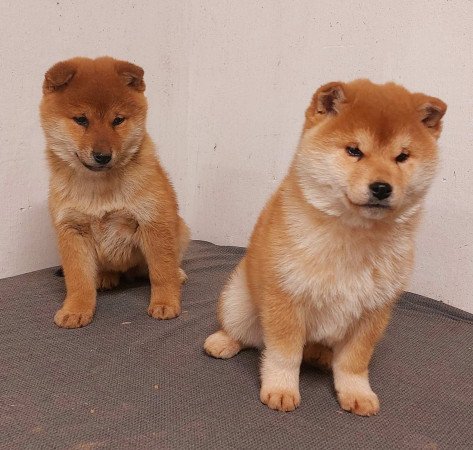 Shiba inu kölykök 3x oltva Eladóak!