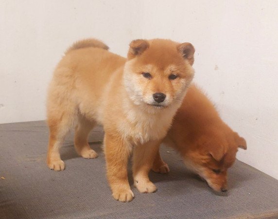 Shiba inu kölykök 3x oltva Eladóak!