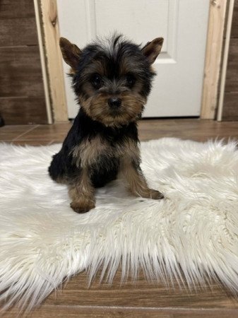 Yorkshire terrier
