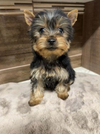 Yorkshire terrier