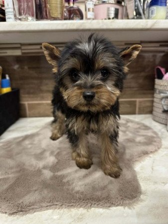 Yorkshire terrier